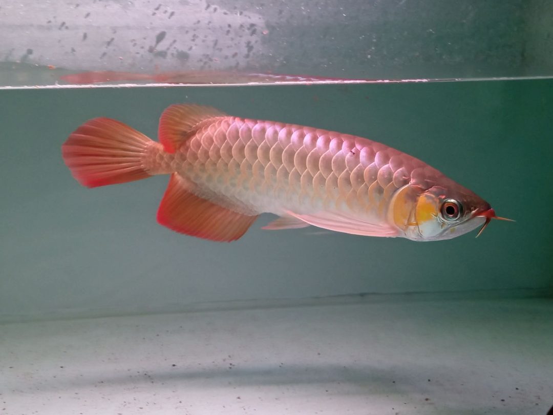 High-quality Asian Arowana available for sale In Canada Text 204-400-4296